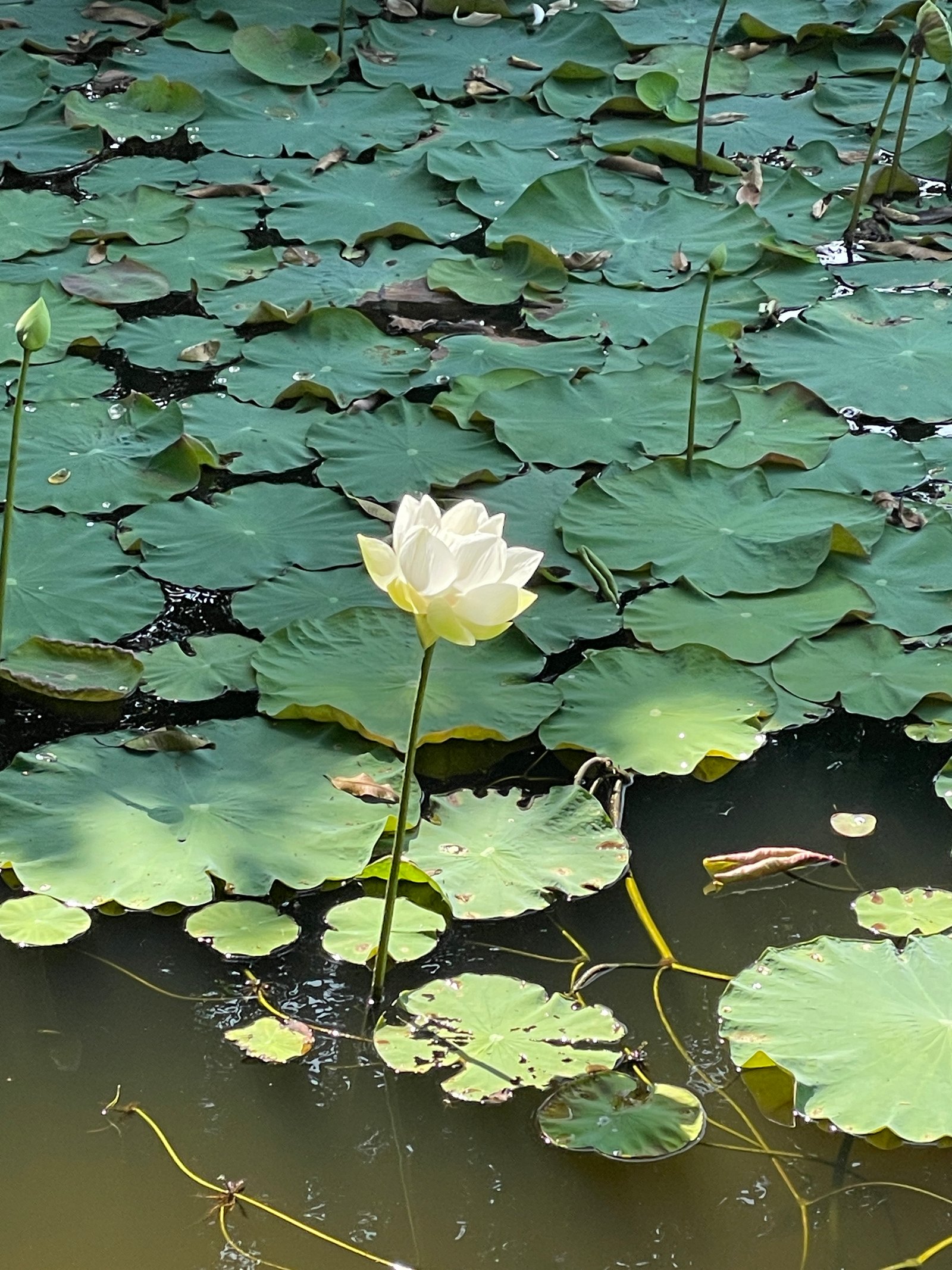 Experience the Only Lotus Farm in the Philippines